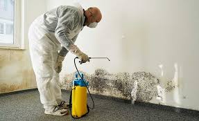 Professional Mold Removal in Deshler, OH